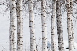 Александр Посохов "Порок" (басня)
