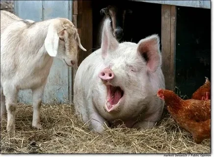 Басни Посохова про коз и свиней