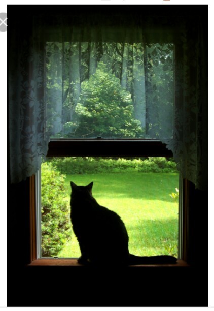 Кот на окне.