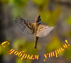 Первая птичка