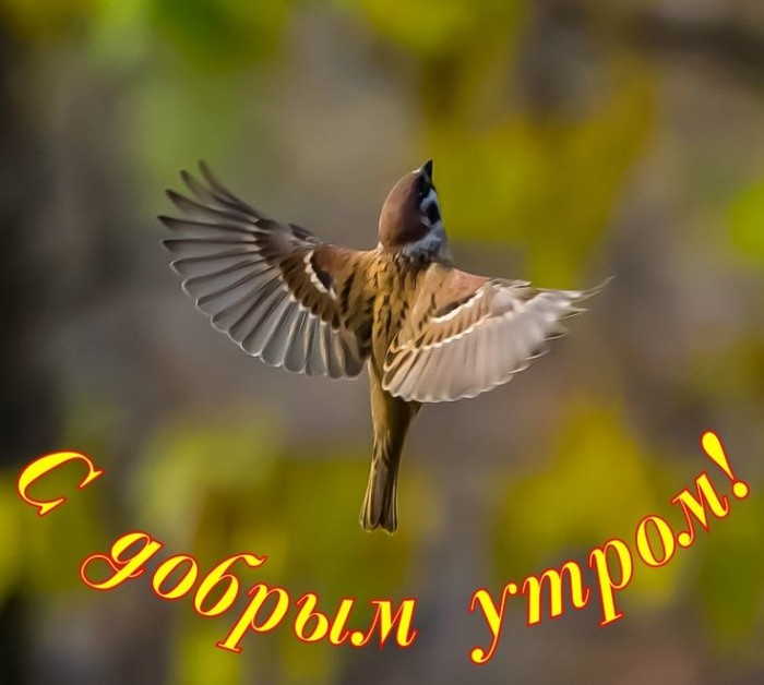 Первая птичка