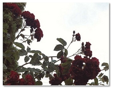 Впечатления