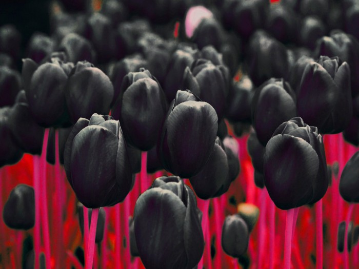 Чёрные тюльпаны.