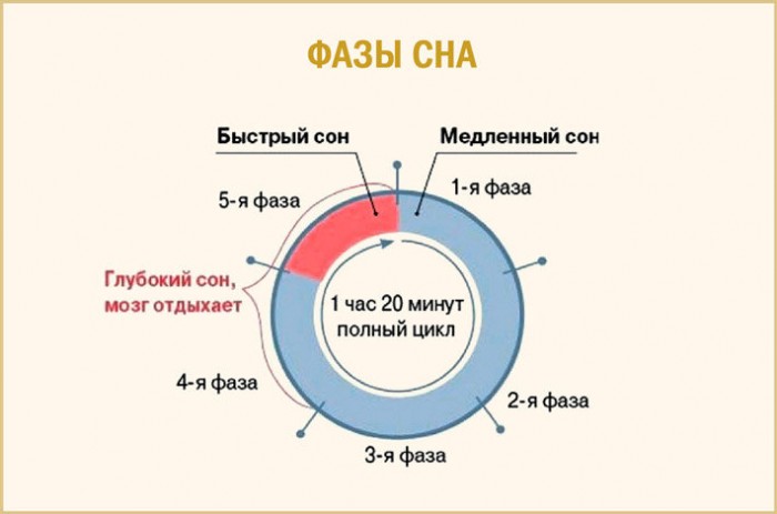 Фаза глубокого сна