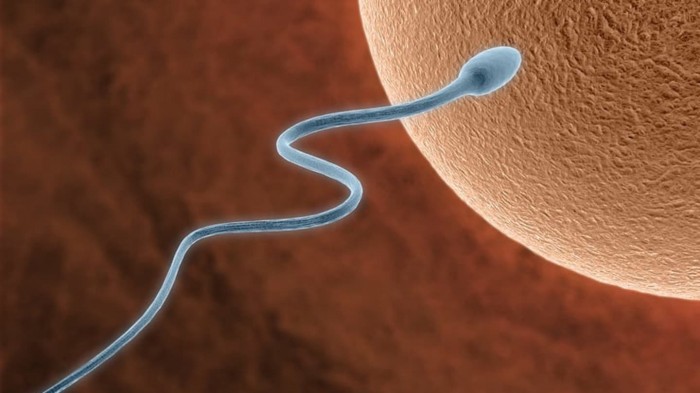 Читать онлайн «Монолог Сперматозоида», Михаил Краснянский – Литрес