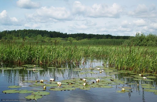 Бессрочная любовь