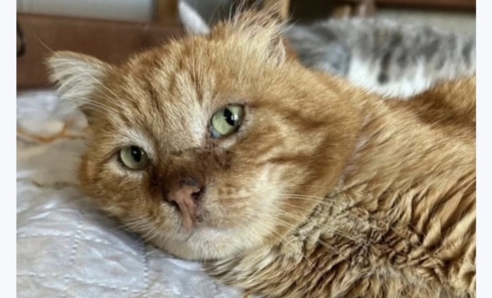 Котика прозвали Хатико
