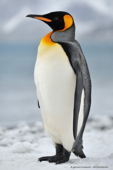 Первая встреча с пингвином