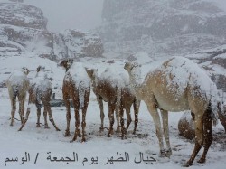 Скарабей и снег в Сахаре