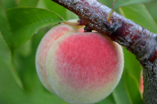 Древо жизни, или исповедь персиковой плодожорки