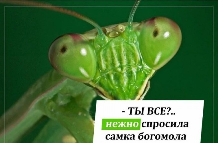 Жертва большой любви