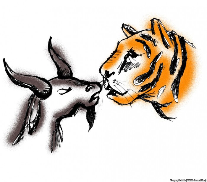 Тигр мужчина коза. Тигр и коза. Тигр ест козу. Тигр и коза любовь.