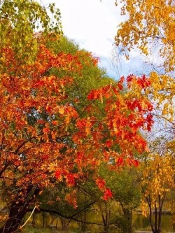 Лесные краски осени