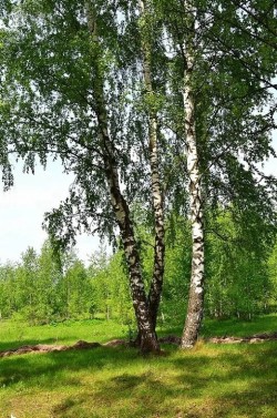 Берёзка родная