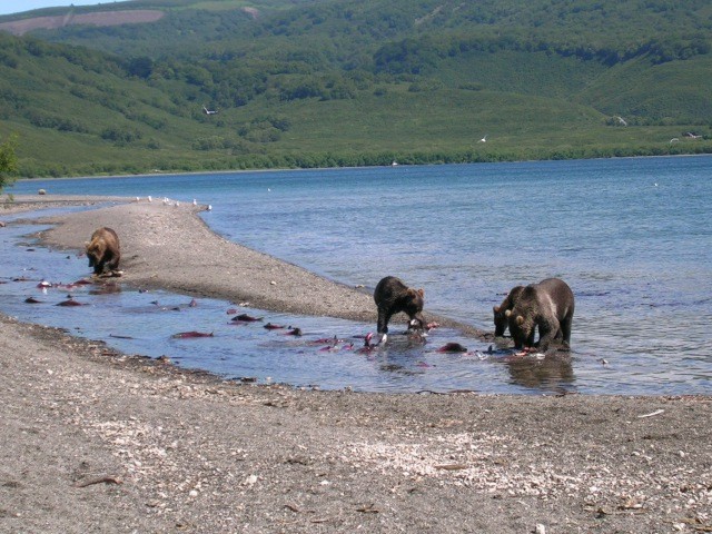 ПЛАНЕТА Х. Весна,медведь и лосось.