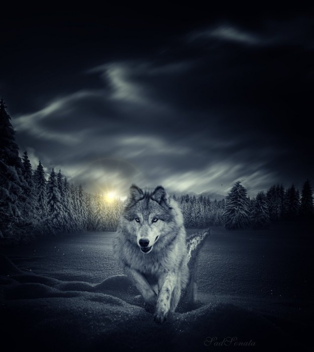 Волк одиночка обои (59 фото)