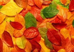 Осень за окном играет в листья.