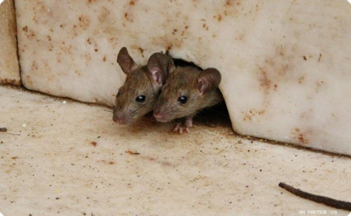 Сказка про мышей и крыс