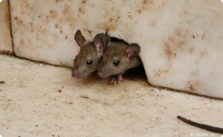 Сказка про мышей и крыс