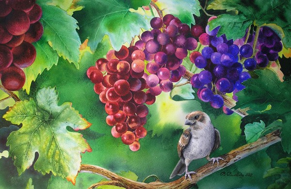 В зарослях винограда