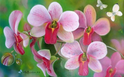 Орхидея - красавица