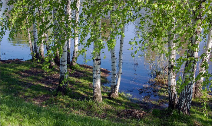 БЕРЁЗА