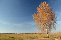 Разговор с березкой