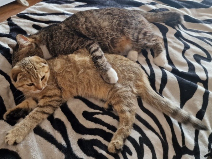 Кошачья идилия