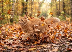 Мчит осень - рыженькой кошкой...