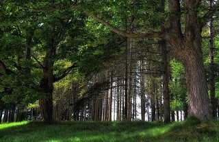 Зачерпну воды в ладони...