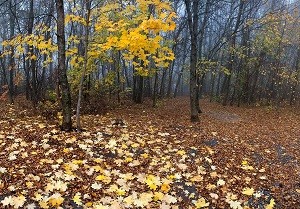 Мчит вовсю октябрь...