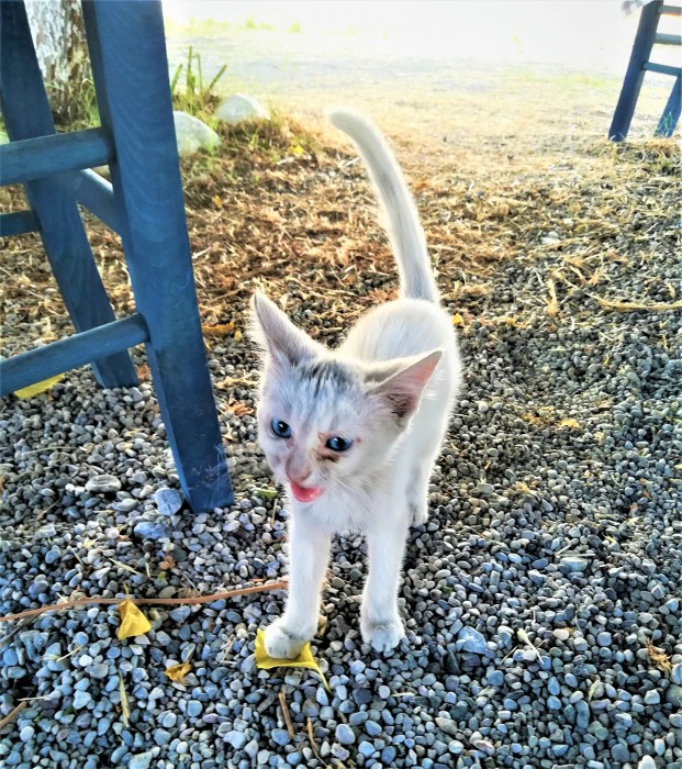 Хитрый котенок с острова Родос - Feli 2