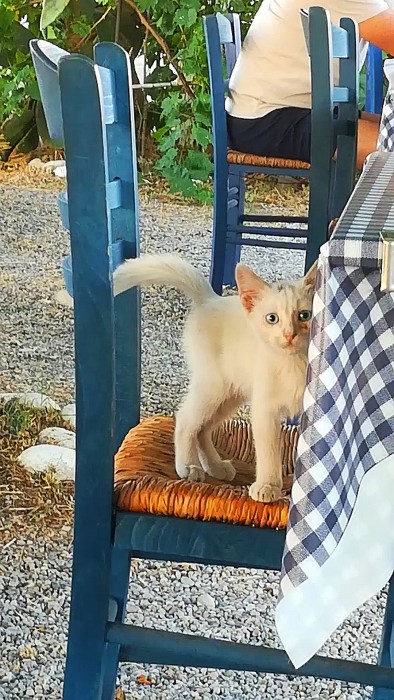 Хитрый котенок с острова Родос - Feli 4