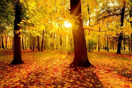 Осенняя  сусаль