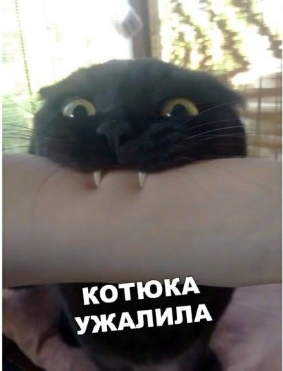 Просроченный мудак