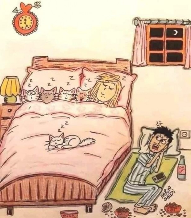 Кошачья любовь
