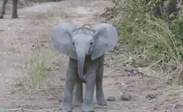 Слоненок Бимбо