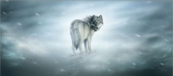 Небесные волки