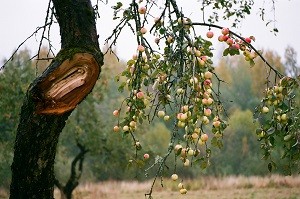 Яблоня лесная.