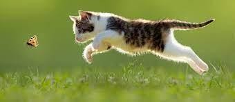 Кошка, которая говорила по-французски