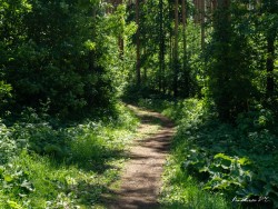 В лесу тропинка заблудилась