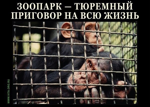 Не по душе зверей неволя