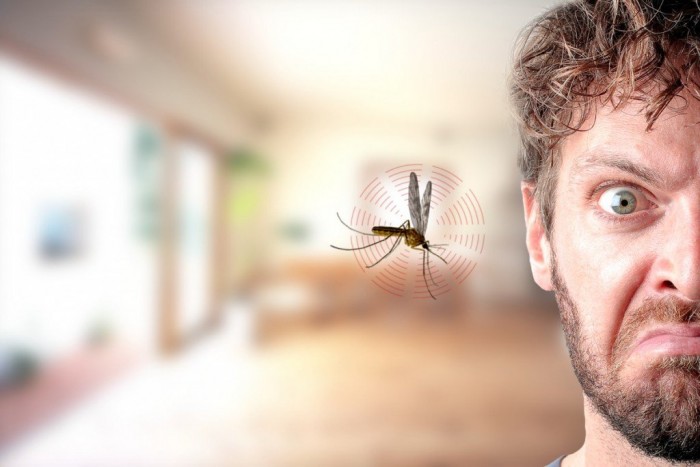 Лишь комаров летает стая