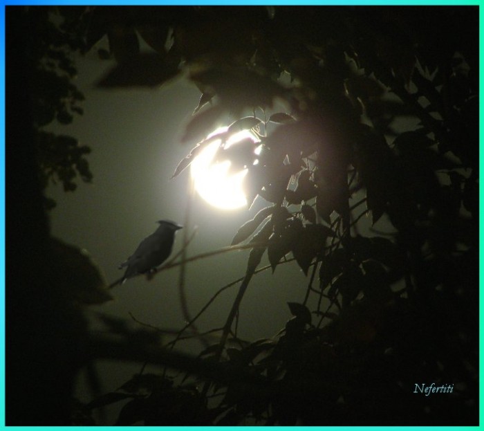 Почему соловьи поют ночью. Соловей ночью. Соловей поет ночью. Соловьиная ночь. Птица которая поет ночью.
