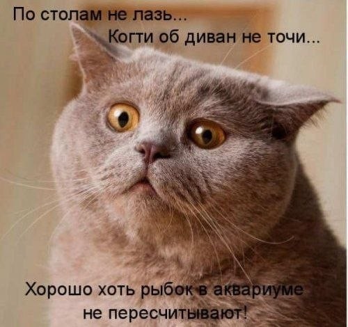 Дневник несчастного кота