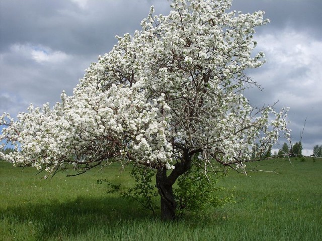 Мимолетность