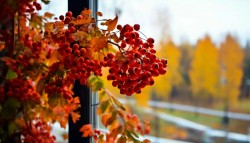 Осень жизни