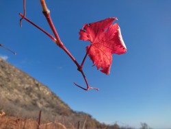 Виноградный лист осенний