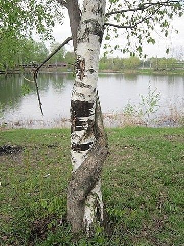 Любимому
