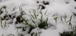 Завещание зимы – последний снег